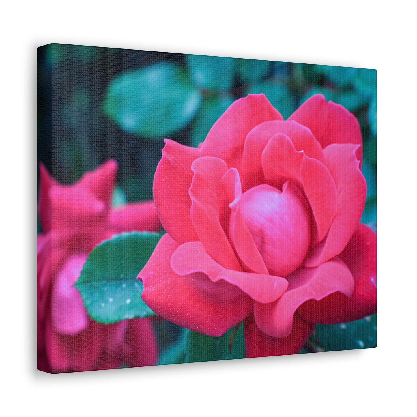 Radiant Rose
