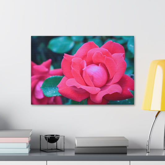 Radiant Rose