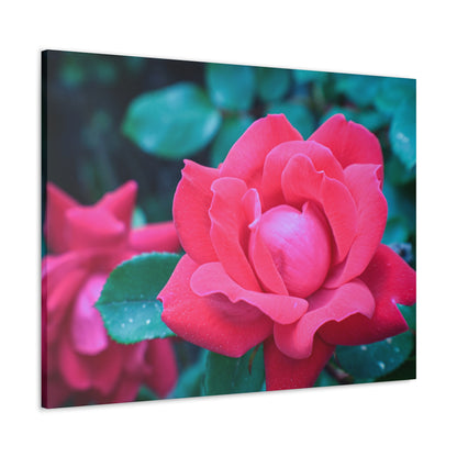 Radiant Rose