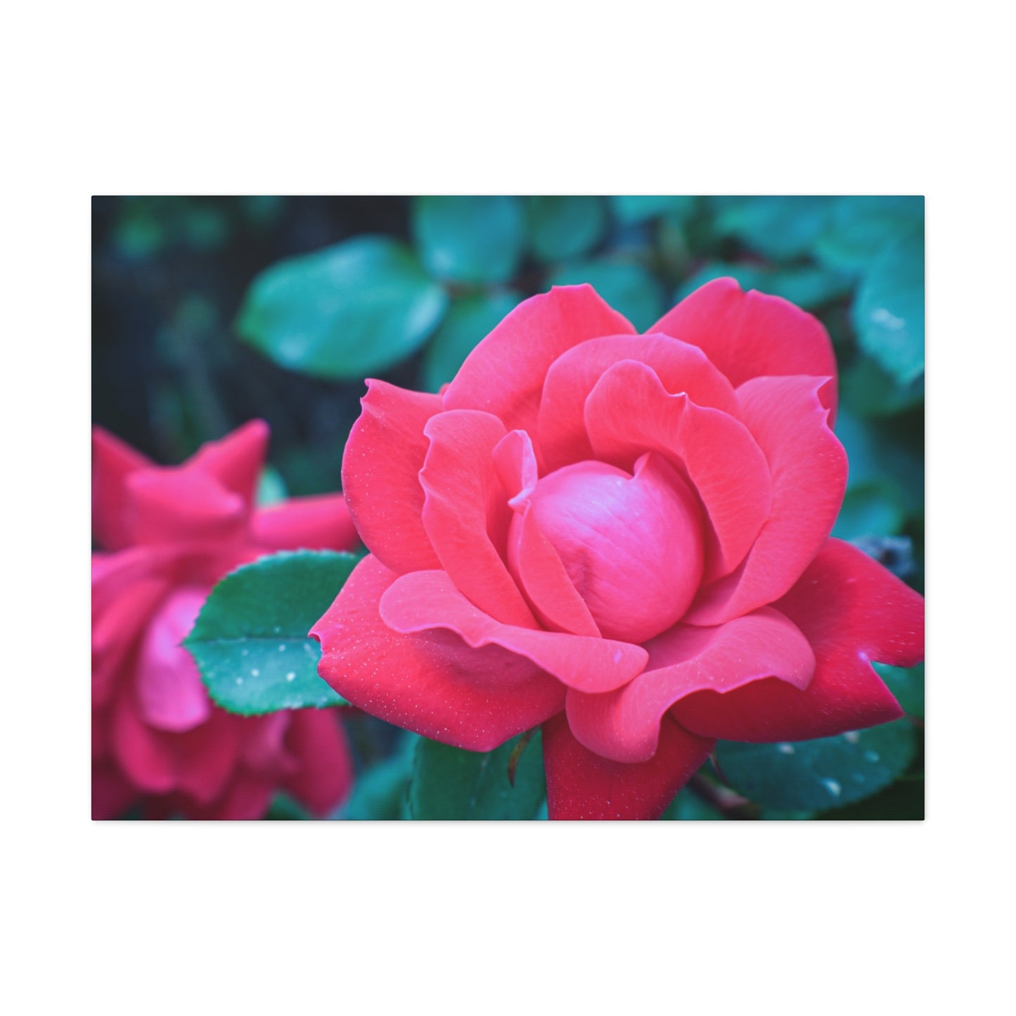 Radiant Rose