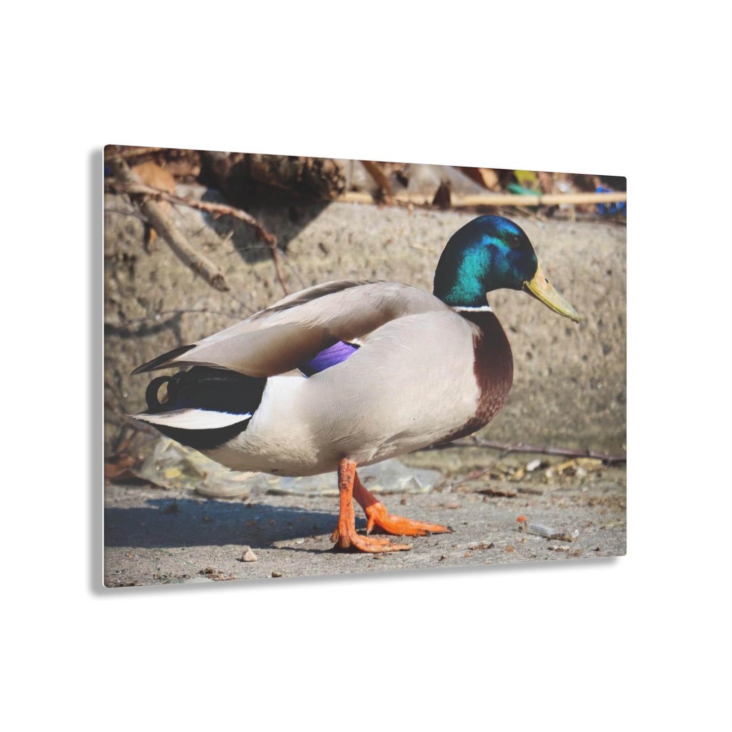Chill Duck Chill