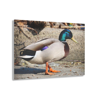 Chill Duck Chill