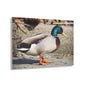 Chill Duck Chill