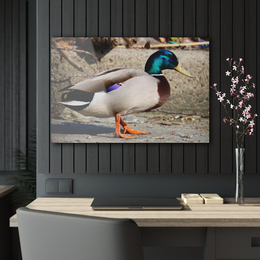 Chill Duck Chill