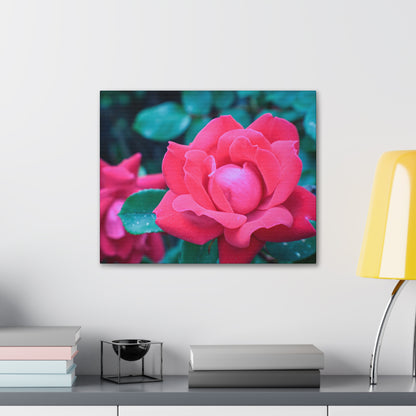 Radiant Rose