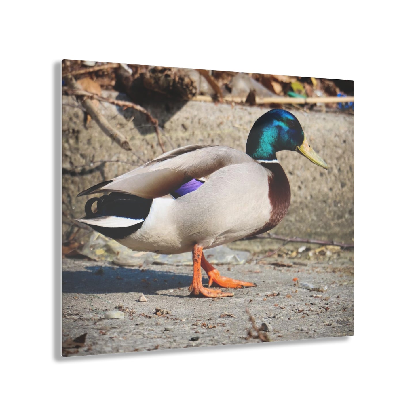 Chill Duck Chill