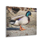 Chill Duck Chill