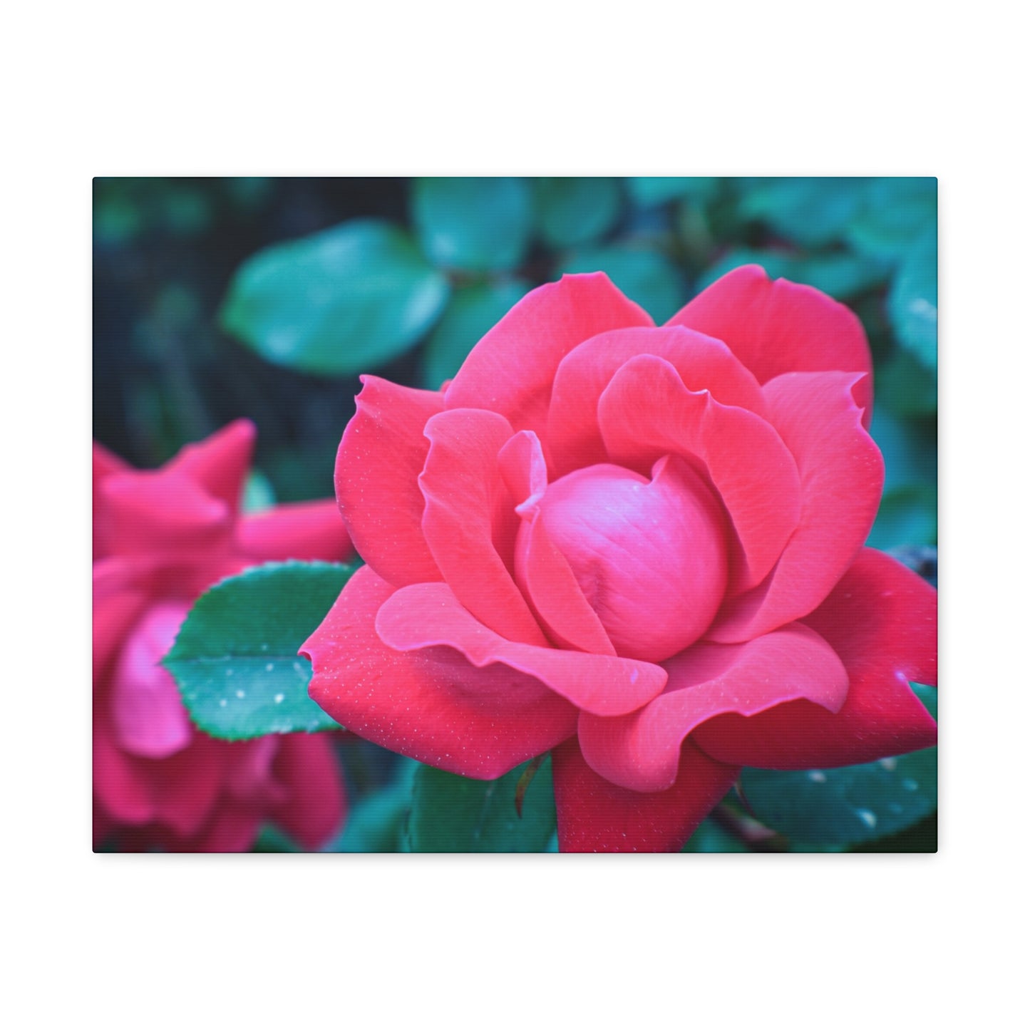 Radiant Rose
