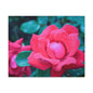 Radiant Rose