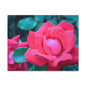 Radiant Rose