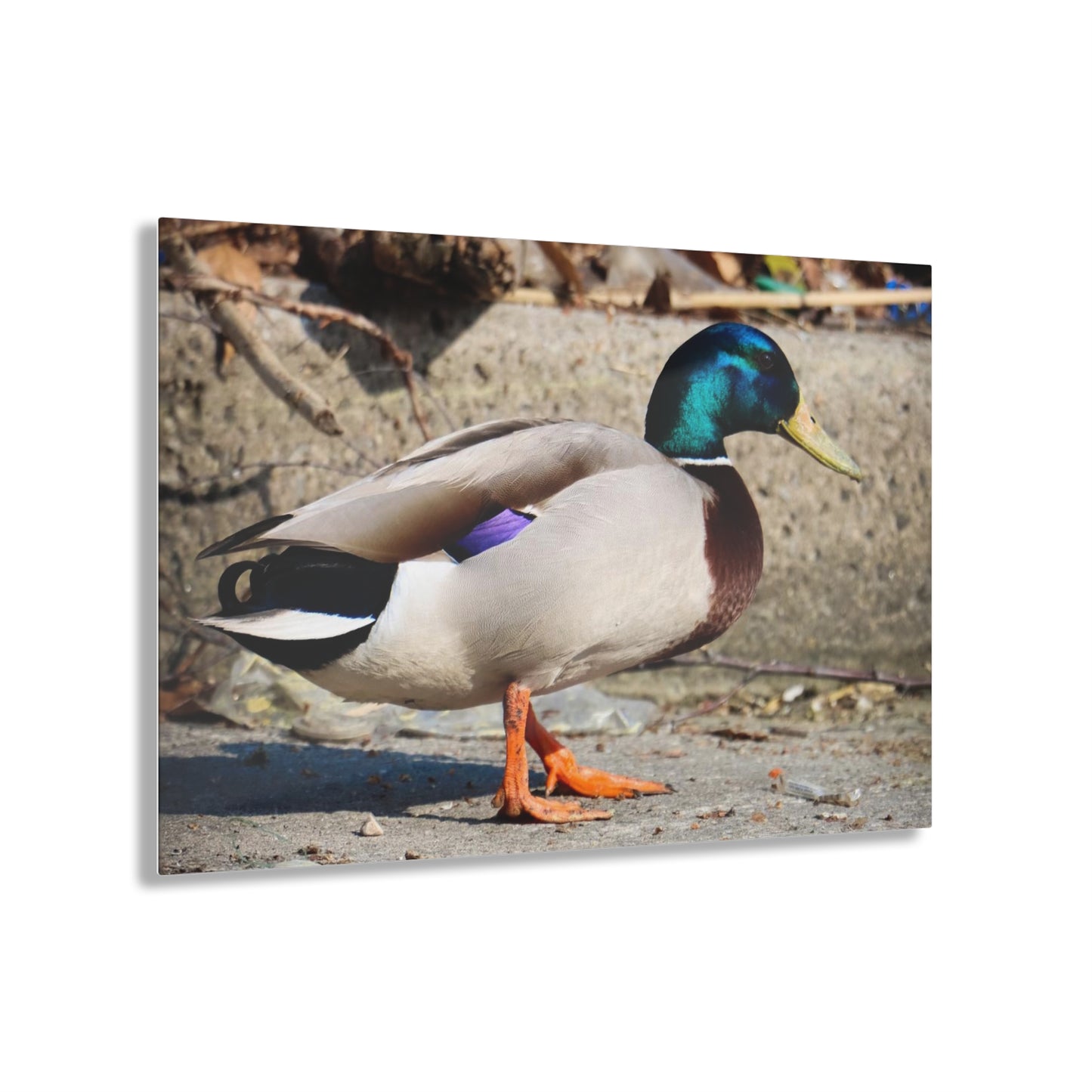 Chill Duck Chill