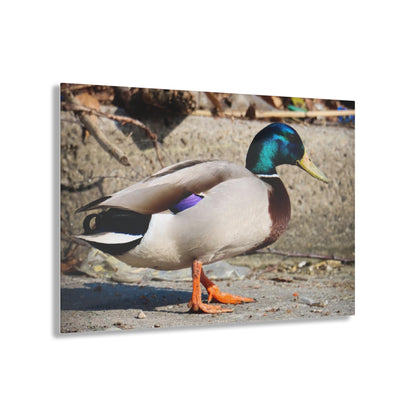Chill Duck Chill