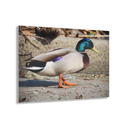 Chill Duck Chill