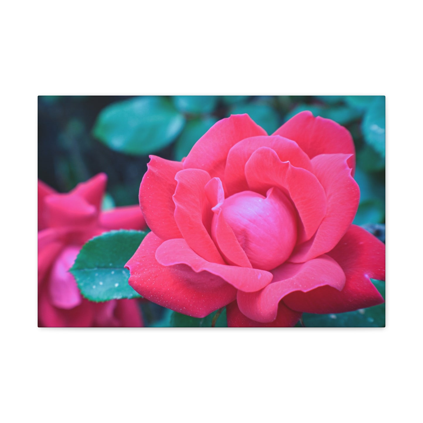 Radiant Rose
