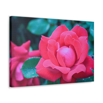 Radiant Rose