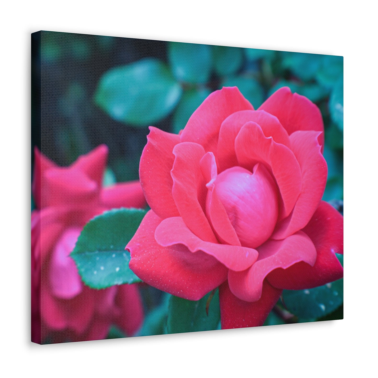 Radiant Rose