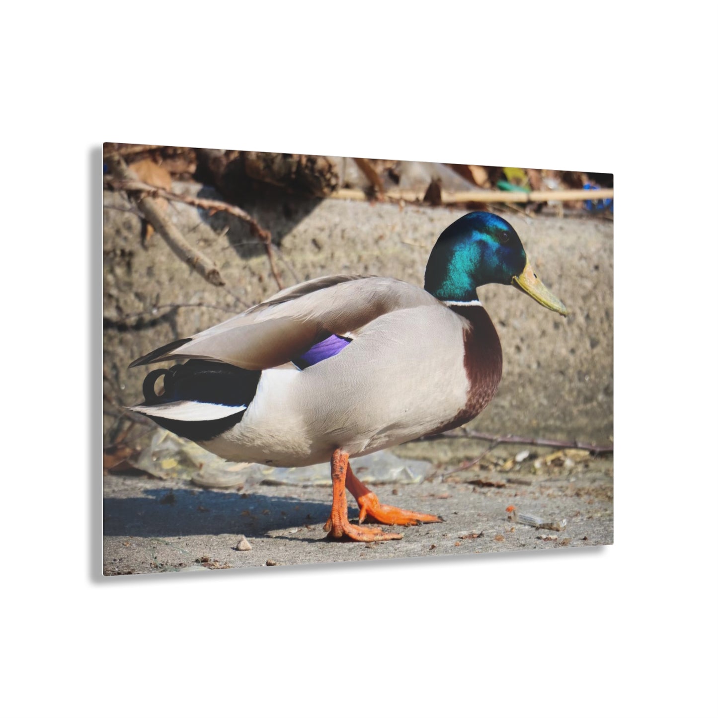 Chill Duck Chill