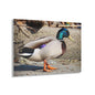 Chill Duck Chill
